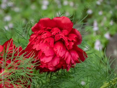Fototapeta Naklejka Na Ścianę i Meble -  Very Early dwarf peony (Paeonia tenuifolia) 'Plena' with finely cut leaves flowering with double red flowers in the garden in the spring