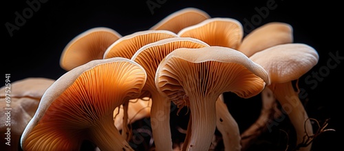 Close-up of fresh lion mane mushrooms, a nutritious option. photo