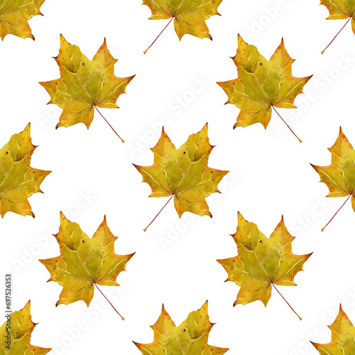 Yellow maple leaf. Seamless pattern of autumn yellowed leaves. Deciduous trees. Watercolor illustration for background design  textile  packaging
