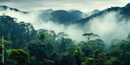 panorama of the rainforest tree tops in the fog
