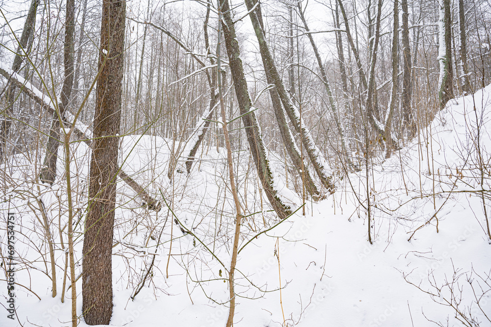 Winter Snow Forest with fallen old trees Winter Snow Forest with fallen old trees
