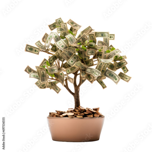 money tree isolated on white or transparent background