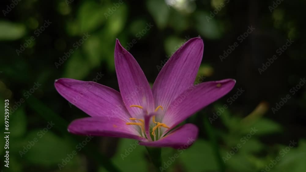 Pink Lily Flower Pink Lily Flower