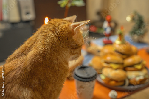Ginger cat watching cheeseburgers cake for new year's eve