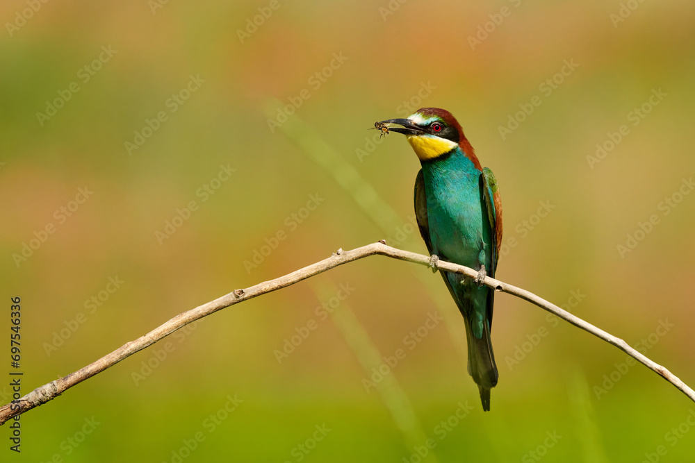 European bee-eater, Merops apiaster, with a dragonfly in its beak. European bee-eater, Merops apiaster, with a dragonfly in its beak.