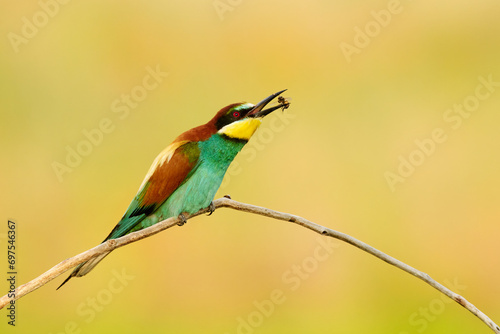 European bee-eater, Merops apiaster, with a dragonfly in its beak.