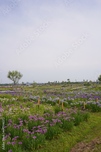 日本の千葉県にある佐原あやめパークのあやめの花