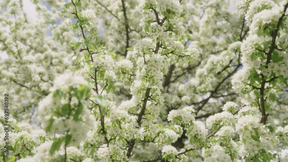 Slow motion blooming apple tree closeup in late spring Slow motion blooming apple tree closeup in late spring