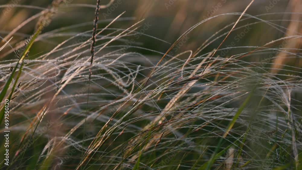 Feather grass - Lat. Stipa, in the spring steppe. Soft dreamy white grass feather swaying in wind with warm summer sun light, summer background. Slow motion 120fps video. Feather grass - Lat. Stipa, in the spring steppe. Soft dreamy white grass feather swaying in wind with warm summer sun light, summer background. Slow motion 120fps video.