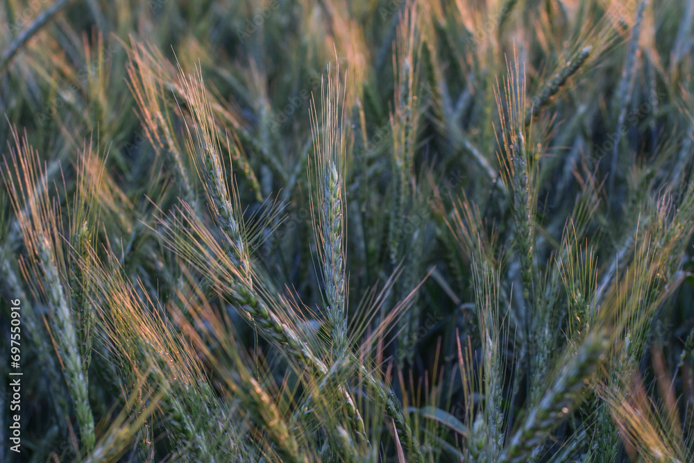 Large field with wheat, wheat field background Large field with wheat, wheat field background