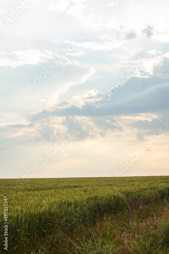 Large field with wheat, wheat field background