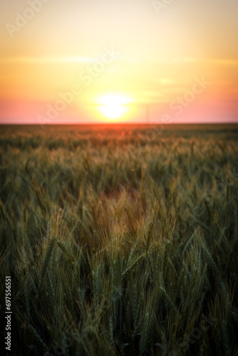 Large field with wheat, wheat field background