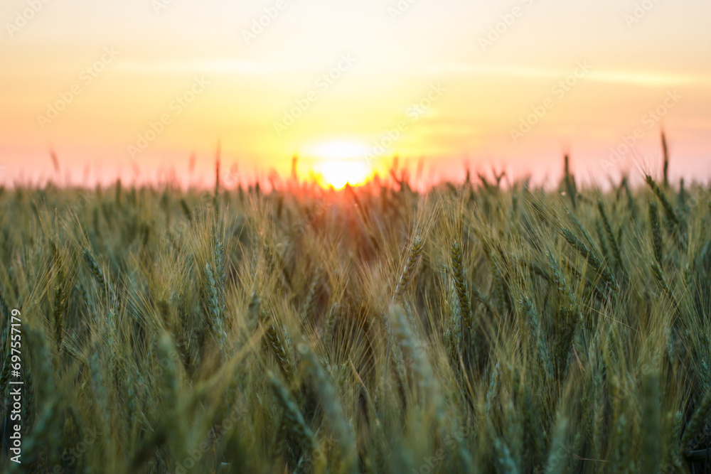 Large field with wheat, wheat field background Large field with wheat, wheat field background