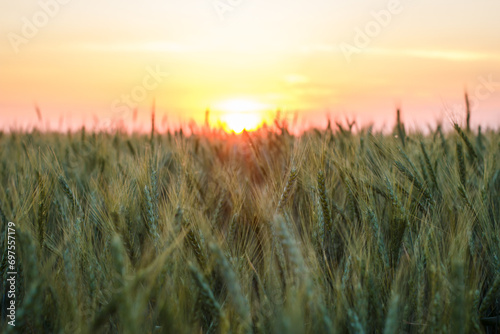 Large field with wheat  wheat field background