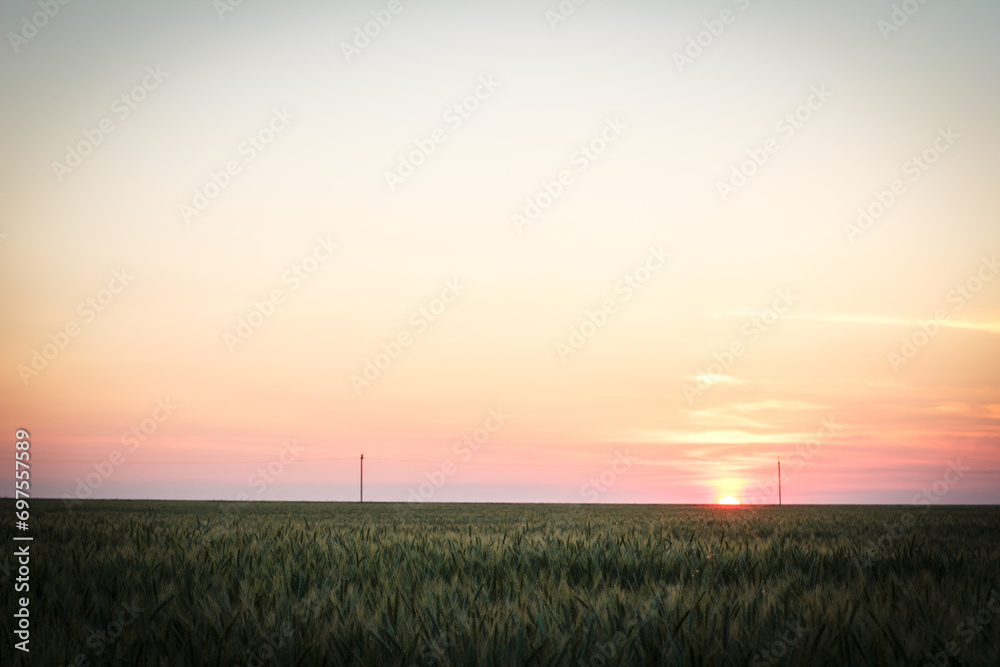 Large field with wheat, wheat field background Large field with wheat, wheat field background