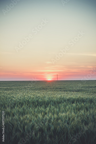 Large field with wheat, wheat field background