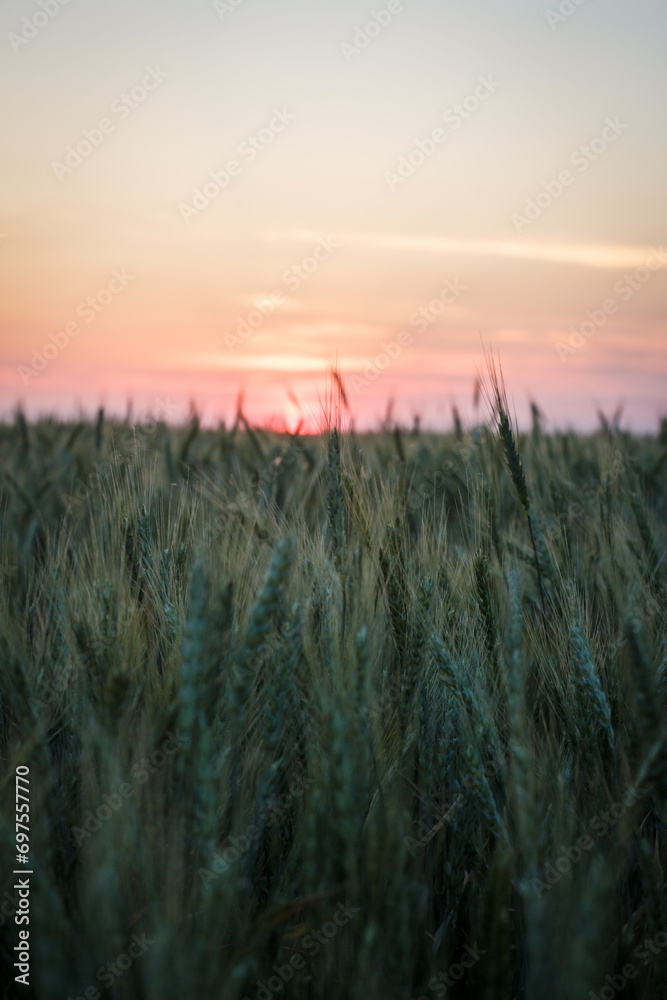 Large field with wheat, wheat field background