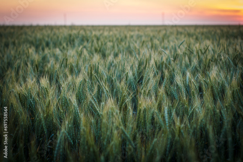 Large field of wheat at sunset  background of field with wheat