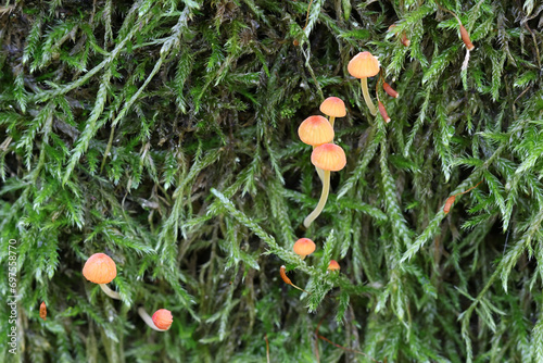 Orange bonnet, Mycena acicula, also known as coral spring Mycena, wild mushroom from Finland photo
