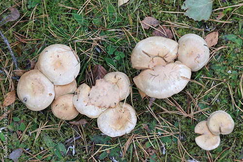 Slimy scalycap, Pholiota lenta, also known as slimy Pholiota, wild mushrooms from Finland