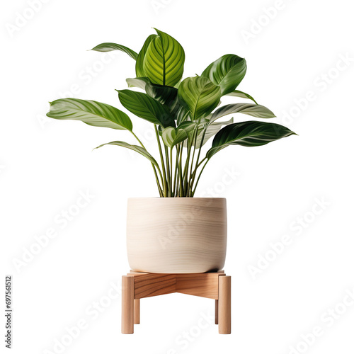Indoor plant in a pot on a wooden stool, cut out