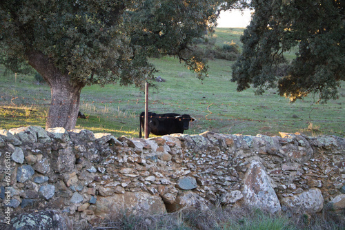 bull in the countryside in spain. The bull is getting ready to be fought in the bullring. National celebration of spain photo