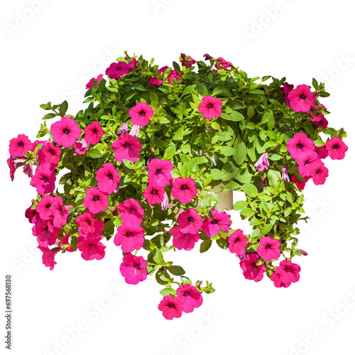 Tropical pink bush with green leaves isolated on a white or transparent background. Beautiful blooming divided shrub plant photo for home or garden decoration.