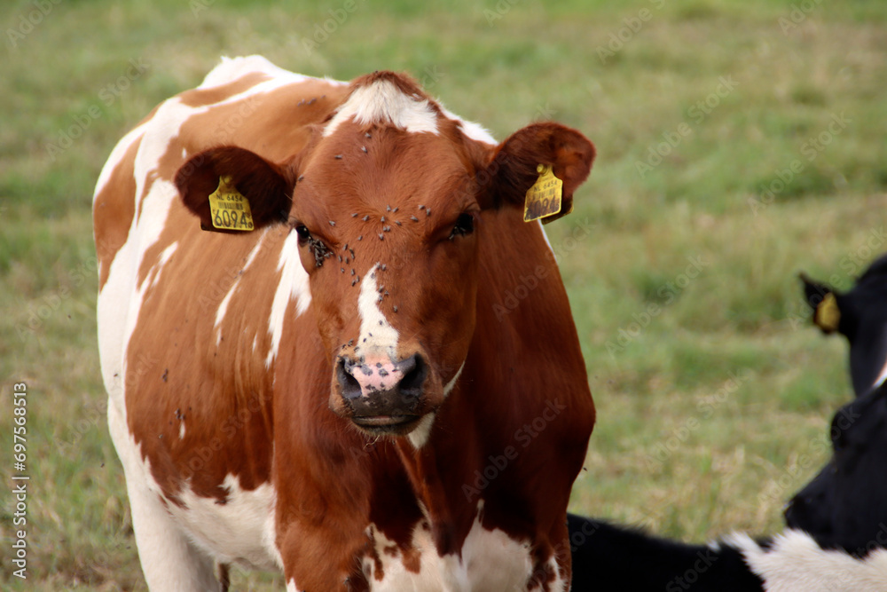 White and red Holstein Frysian cow on a meadow White and red Holstein Frysian cow on a meadow
