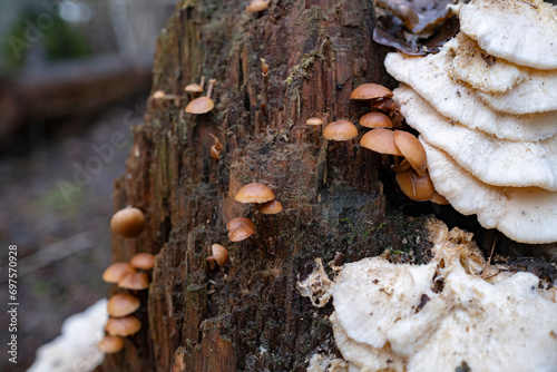 Galerina marginata (funeral bell, deadly skullcap or deadly Galerina) and Climacocystis borealis (no English name) mushrooms on rotting spruce tree trunk in wintertime, Latvia
