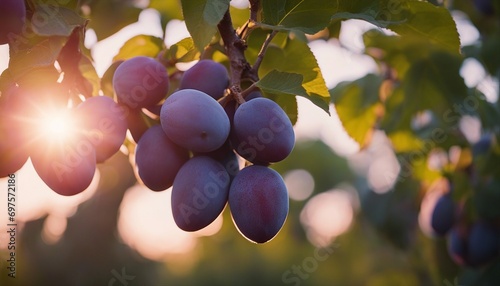 Sunset Glow on Ripening Purple Plums on a Branch