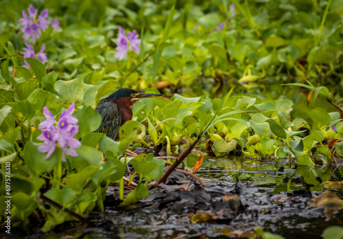 Green heron (Butorides virescens) in Tortuguero National Park (Costa Rica) photo