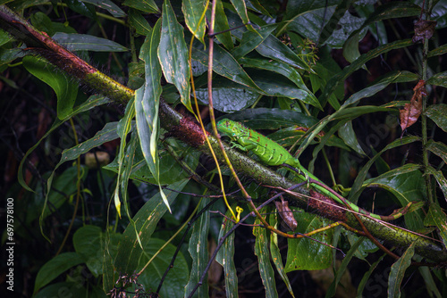 Beautiful Green Iguana (Iguana Iguana) in Tortuguero National Park (Costa Rica) © julen