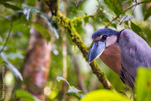 Boat-billed heron (Cochlearius cochlearius) in Tortuguero National Park (Costa Rica) photo