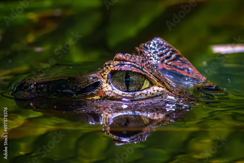 Alliator showing its eyes in a river of Tortuguero National Park (Costa Rica) photo