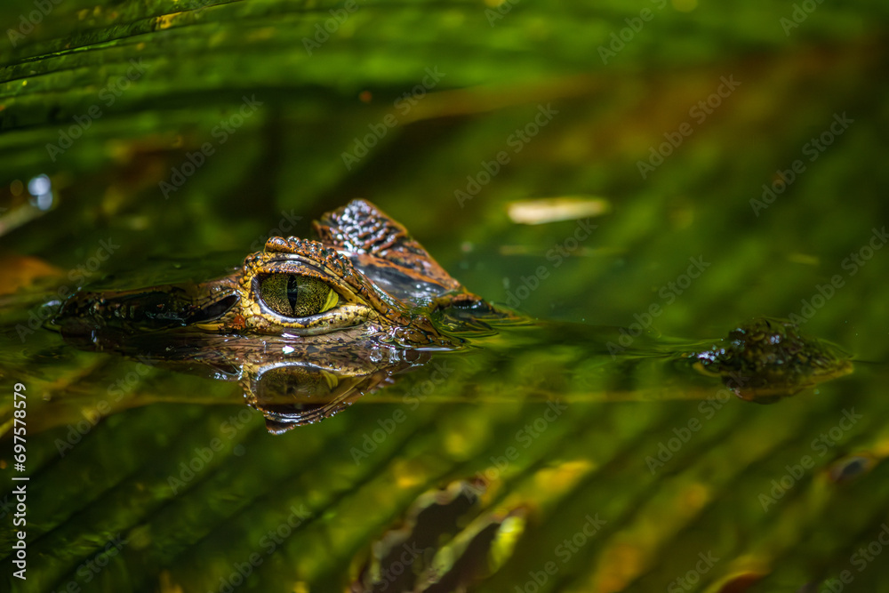 Fototapeta premium Alliator showing its eyes in a river of Tortuguero National Park (Costa Rica)
