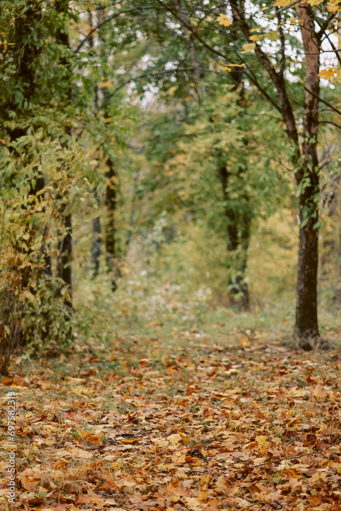 A serene path covered in fallen leaves, surrounded by green trees in the woods. Perfect for nature, travel, or mindfulness themes. Concept: Tranquility and connection with nature.Copy space available.