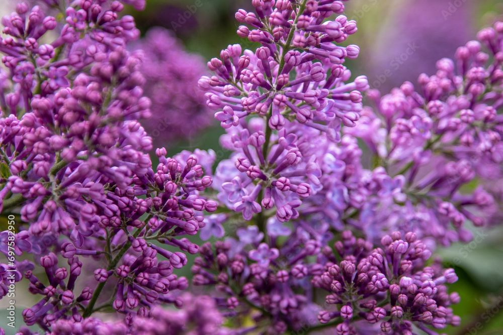 Lilac flowers branch. Floral background, natural spring. Blossoming lilac flower bud. Spring time color. Beautiful purple petal plant. Botanical flora. Aesthetic mood. Summer garden. Pink liliac