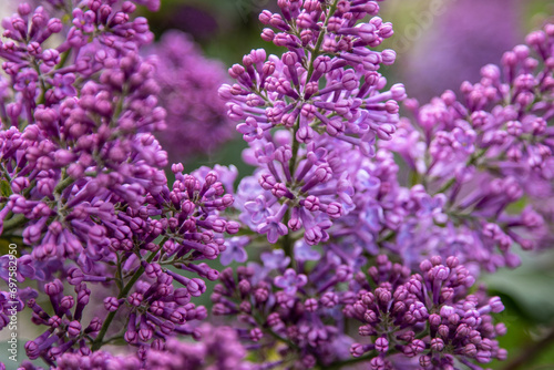 Lilac flowers branch. Floral background  natural spring. Blossoming lilac flower bud. Spring time color. Beautiful purple petal plant. Botanical flora. Aesthetic mood. Summer garden. Pink liliac
