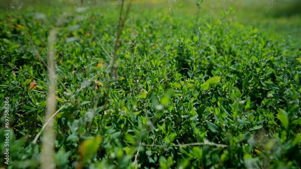 Densely overgrown grass covers summer meadow Densely overgrown grass covers summer meadow