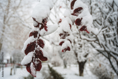 Branches of a tree with red leaves in the snow in winter in the forest