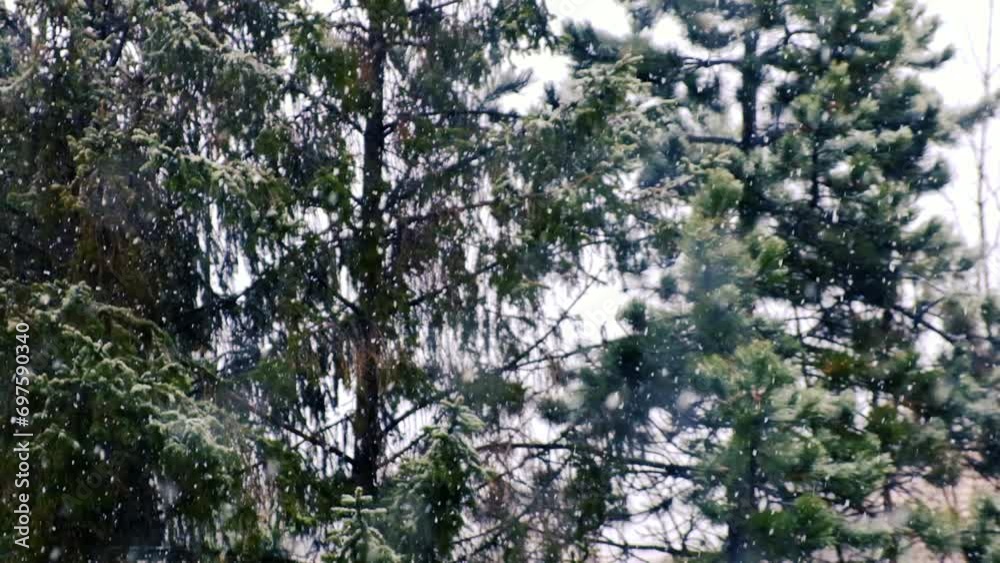 falling snow in the forest falling snow in the forest