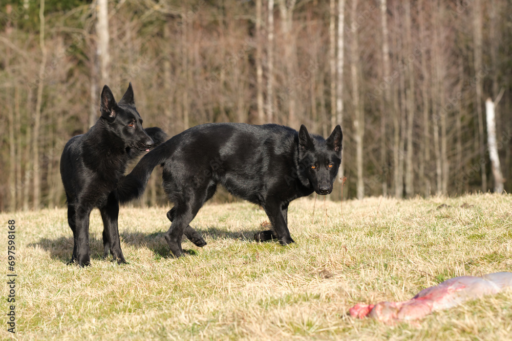 Two black German Shepherd dogs eat lamb offal in a meadow in Bredebolet in Skaraborg in Vaestra Goetaland in Sweden