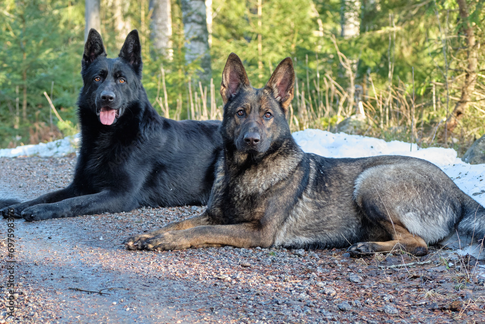 Naklejka premium A black and a gray German Shepherd dog lie in the forest in Skaraborg in Vaestra Goetaland in Sweden