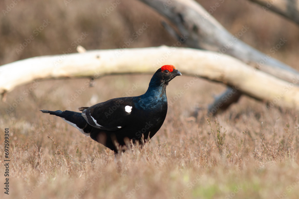 Black Grouse, Tetrao tetrix Black Grouse, Tetrao tetrix