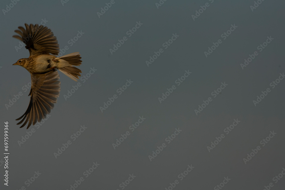 Obraz premium Eurasian Skylark, Alauda arvensis