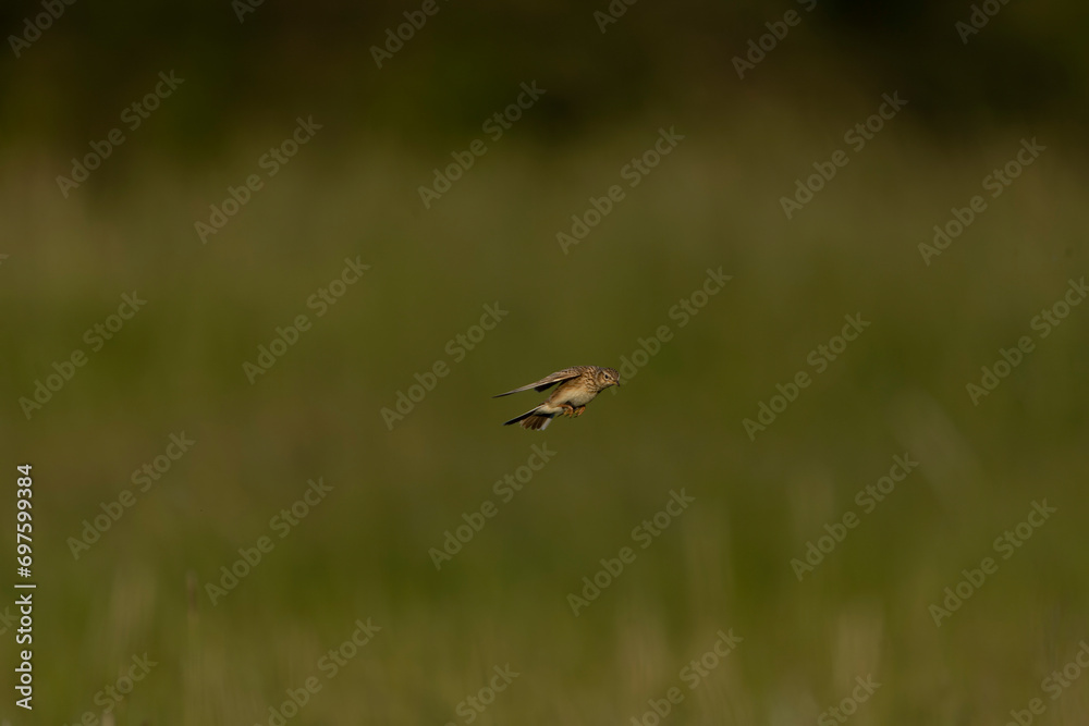 Eurasian Skylark, Alauda arvensis Eurasian Skylark, Alauda arvensis