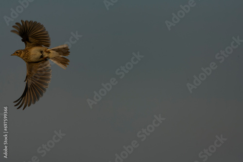 Eurasian Skylark, Alauda arvensis