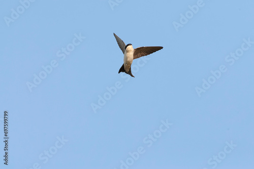 Common House Martin, Delichon urbicum