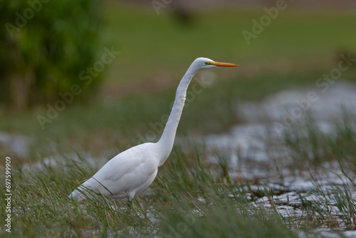 Great White Egret, Ardea alba
