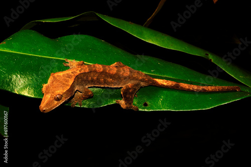 Neukaledonischer Kronengecko // Crested gecko (Correlophus ciliatus) - Île des Pins, Neukaledonien photo